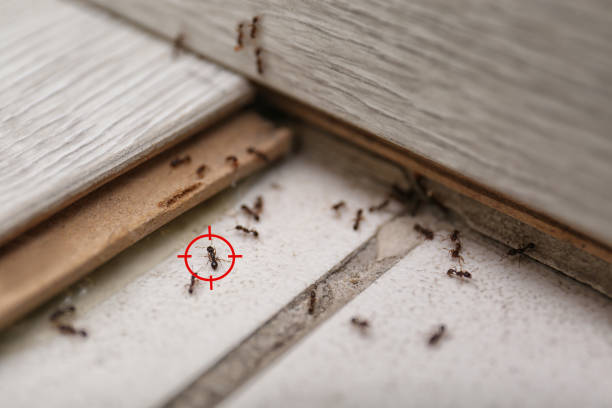 Reliable June Park, FL Pest Control Solutions