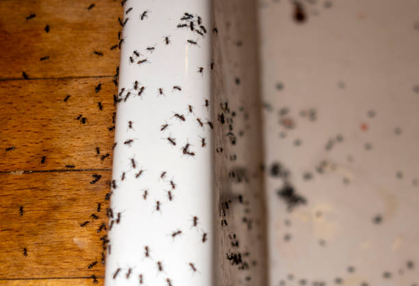 Best Flea Control Services  in June Park, FL